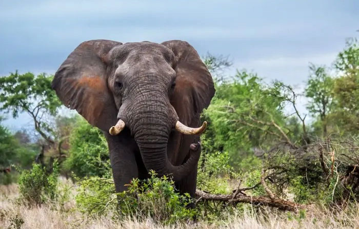 Picture 9 of Top 10 Unbelievable Ways Animals Survive in Dangerous Environments