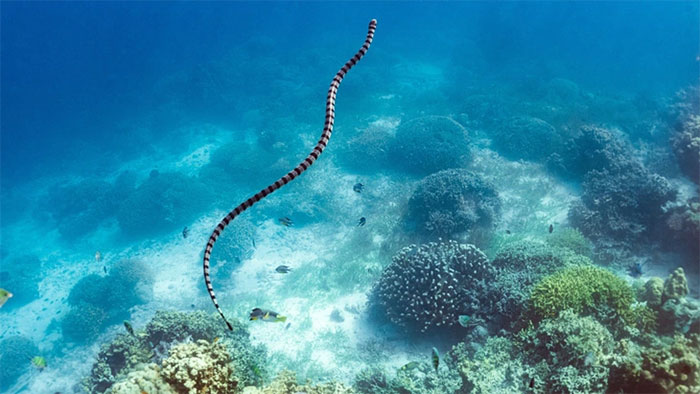 Picture 3 of Top 11 largest and longest snakes in the world, where do they live?