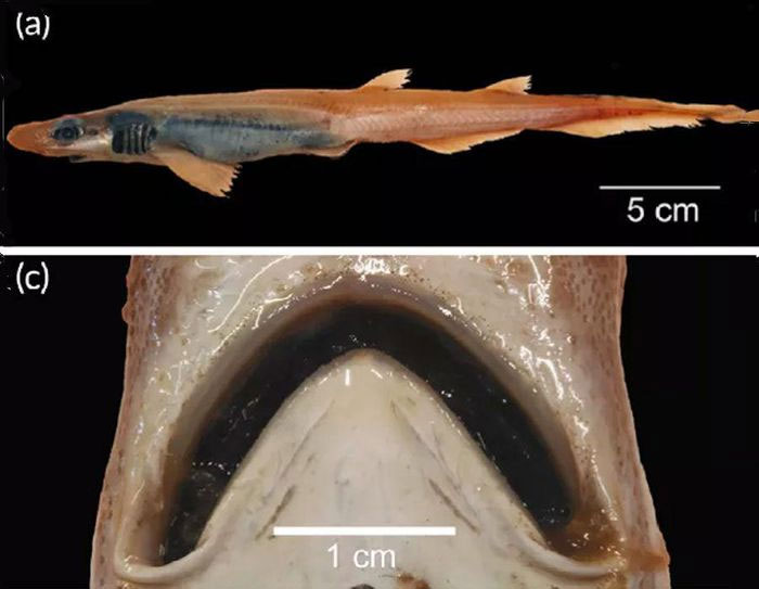 Top 15 strangest shark species on the planet Picture 10
