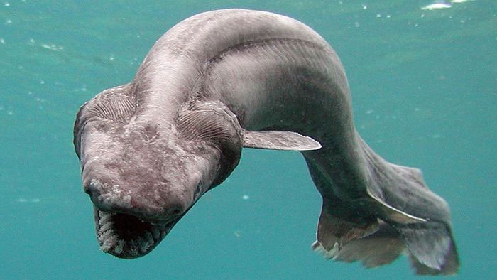Top 15 strangest shark species on the planet Picture 11