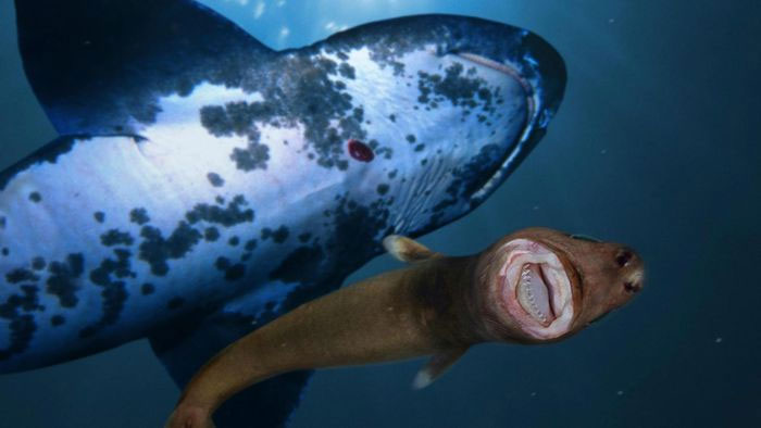 Top 15 strangest shark species on the planet Picture 12