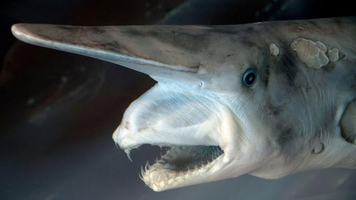 Top 15 strangest shark species on the planet Picture 13