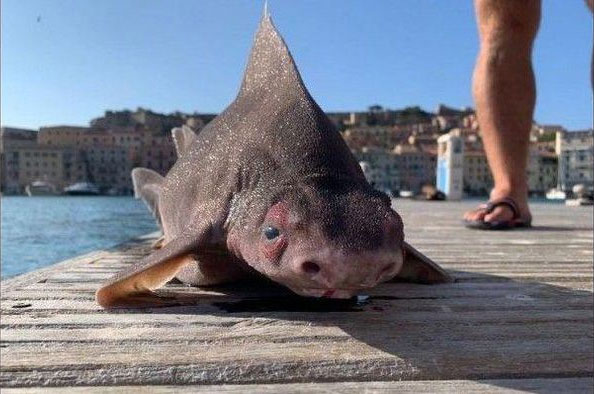 Top 15 strangest shark species on the planet Picture 14