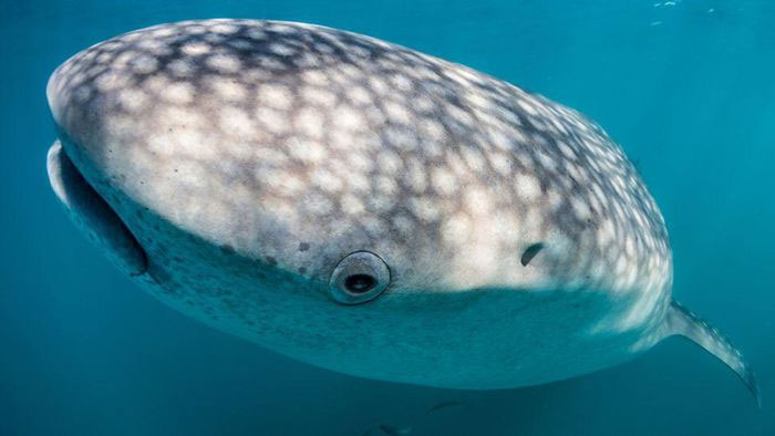 Top 15 strangest shark species on the planet Picture 15