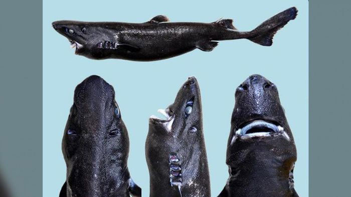 Top 15 strangest shark species on the planet Picture 4