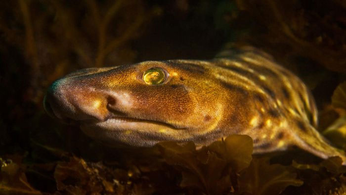 Top 15 strangest shark species on the planet Picture 6