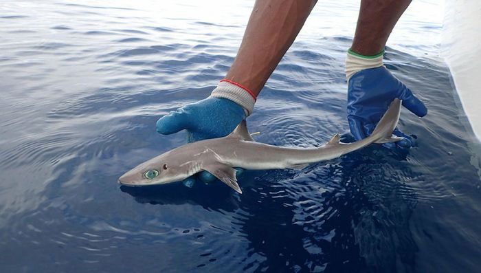 Top 15 strangest shark species on the planet Picture 7