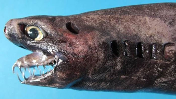 Top 15 strangest shark species on the planet Picture 9