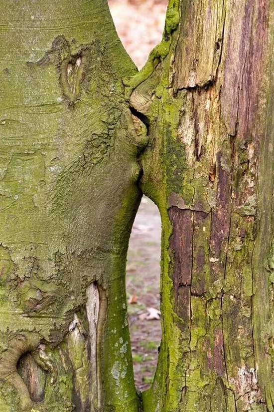 Picture 15 of Top 20 strangely shaped trees around the world: From mythical monsters to unbelievably ugly 'devils'
