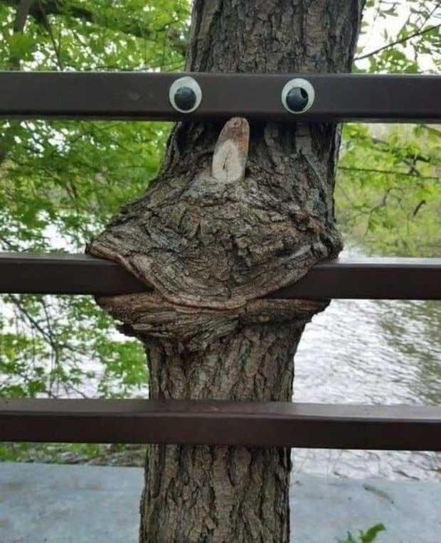 Picture 16 of Top 20 strangely shaped trees around the world: From mythical monsters to unbelievably ugly 'devils'