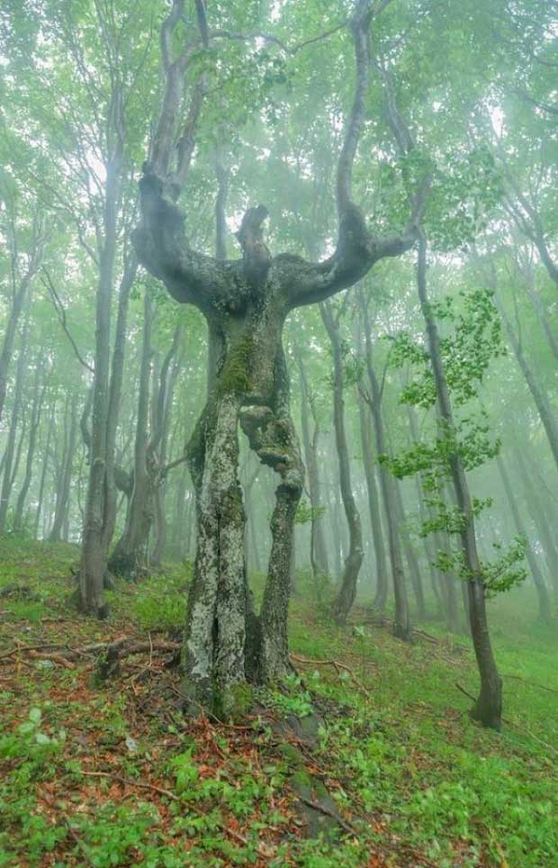 Picture 18 of Top 20 strangely shaped trees around the world: From mythical monsters to unbelievably ugly 'devils'
