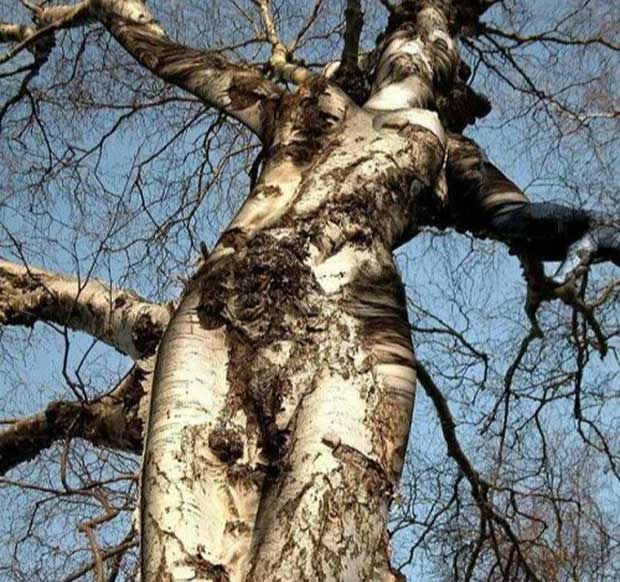 Picture 19 of Top 20 strangely shaped trees around the world: From mythical monsters to unbelievably ugly 'devils'