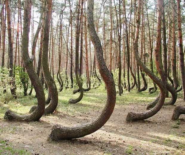 Picture 20 of Top 20 strangely shaped trees around the world: From mythical monsters to unbelievably ugly 'devils'