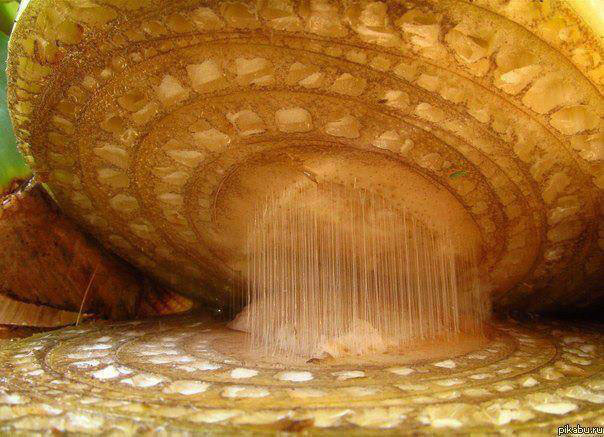 Picture 1 of Top 25 common items that look different under a microscope