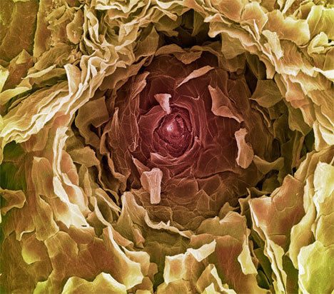 Picture 13 of Top 25 common items that look different under a microscope