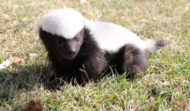 Top 3 animals that look cute but are actually extremely ferocious Picture 3