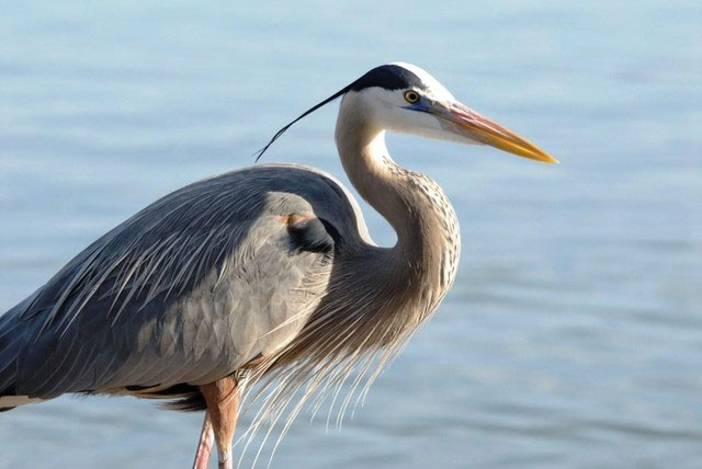 Picture 3 of Top 3 birds that like to eat crocodiles: Number 1 also hunts snakes, a descendant of dinosaurs!