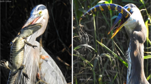 Picture 4 of Top 3 birds that like to eat crocodiles: Number 1 also hunts snakes, a descendant of dinosaurs!