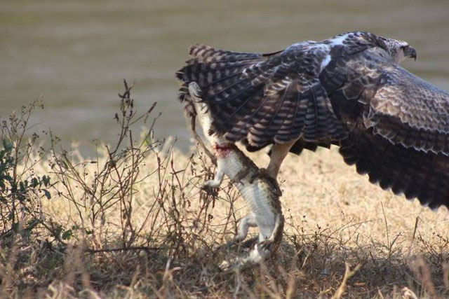 Picture 6 of Top 3 birds that like to eat crocodiles: Number 1 also hunts snakes, a descendant of dinosaurs!