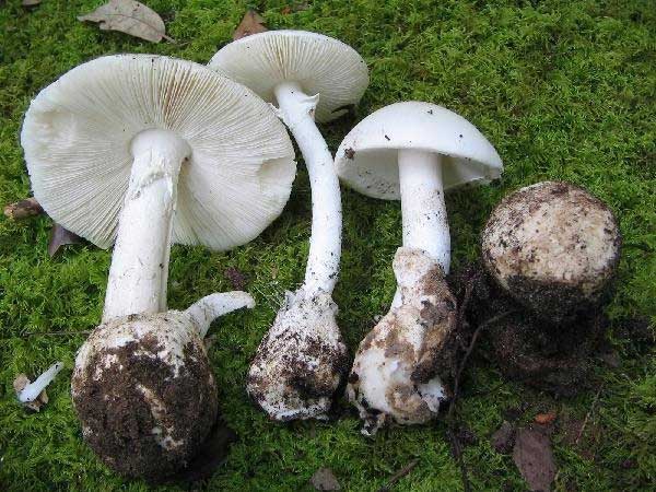 Picture 1 of Top 4 extremely poisonous mushrooms commonly found in Vietnam