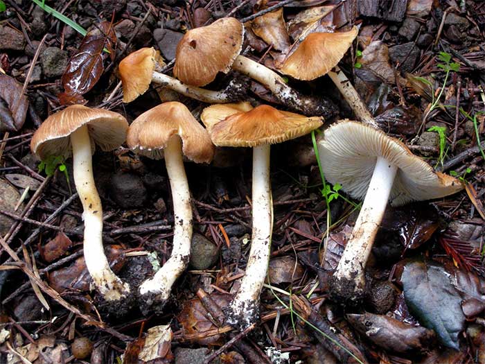 Picture 2 of Top 4 extremely poisonous mushrooms commonly found in Vietnam