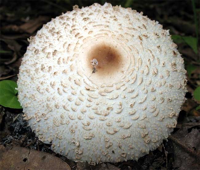 Picture 3 of Top 4 extremely poisonous mushrooms commonly found in Vietnam