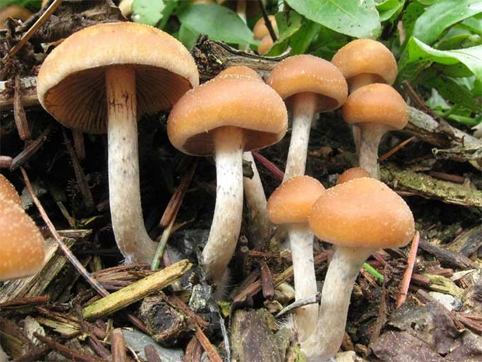Picture 4 of Top 4 extremely poisonous mushrooms commonly found in Vietnam