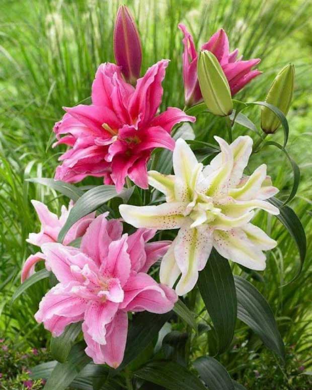Picture 3 of Top 4 flowers, no matter how beautiful they are, should not be displayed in the house lest they affect health