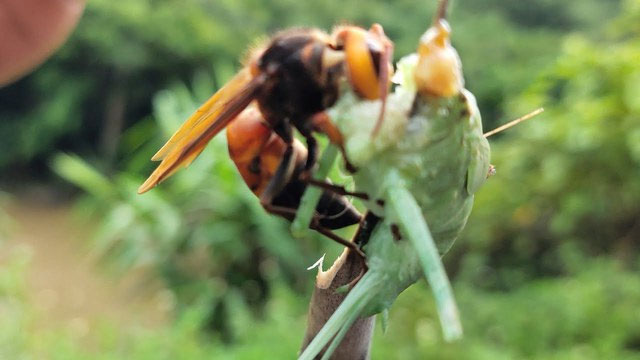 Picture 3 of Top 4 'masters of manipulation' in the world of species