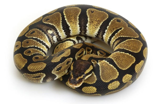 Picture 1 of Top 5 best fasting animals on Earth: Some species can live well even after 30 years without food