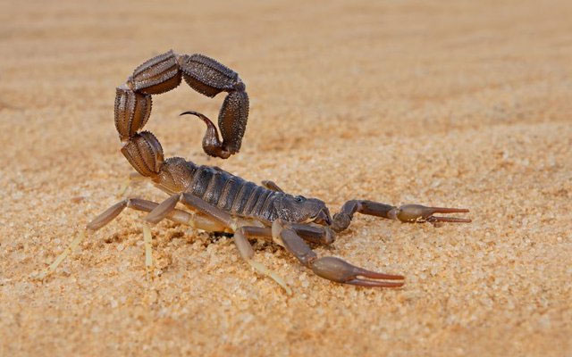 Picture 2 of Top 5 best fasting animals on Earth: Some species can live well even after 30 years without food