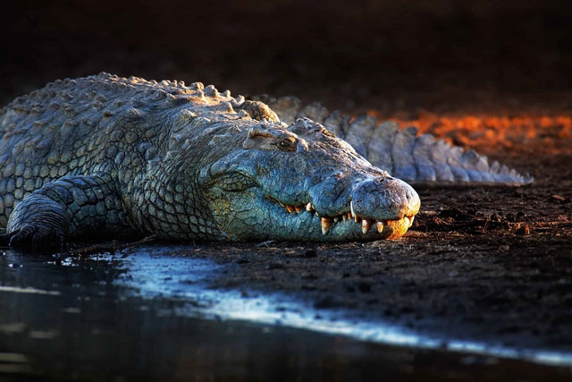 Picture 3 of Top 5 best fasting animals on Earth: Some species can live well even after 30 years without food
