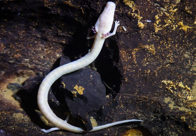 Picture 4 of Top 5 best fasting animals on Earth: Some species can live well even after 30 years without food