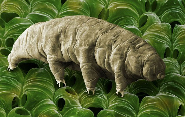 Picture 5 of Top 5 best fasting animals on Earth: Some species can live well even after 30 years without food