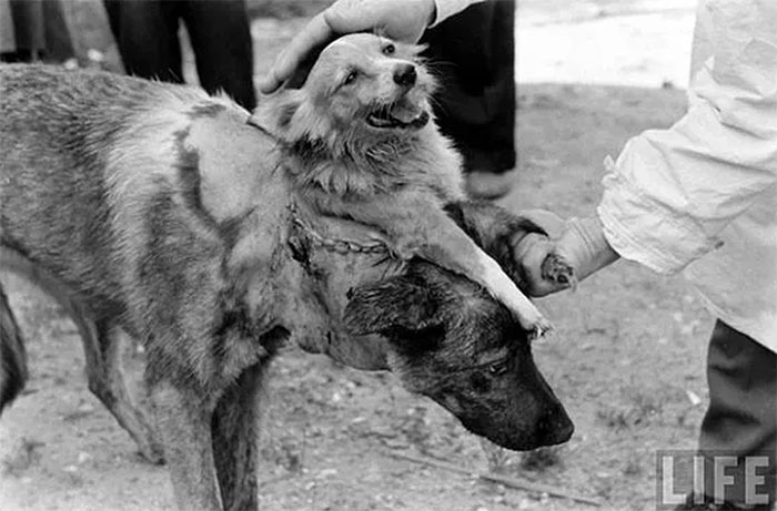 Picture 3 of Top 5 'craziest' scientists of all time and terrible experiments