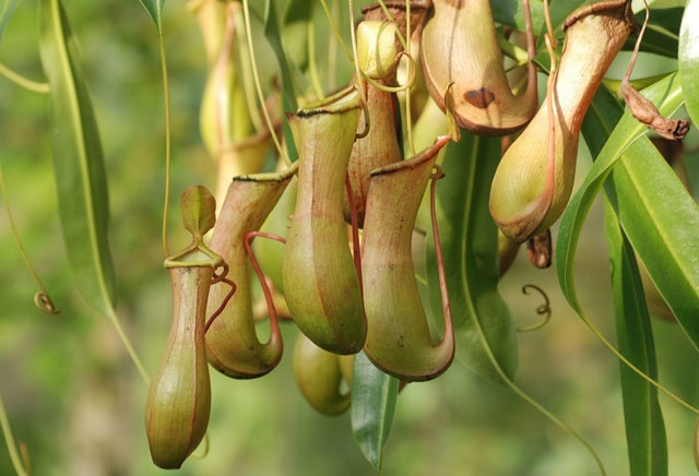 Picture 4 of Top 5 plants with special abilities