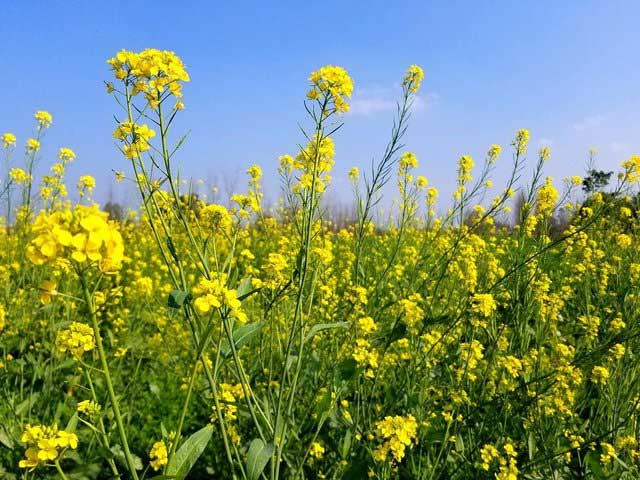 Picture 5 of Top 5 plants with special abilities