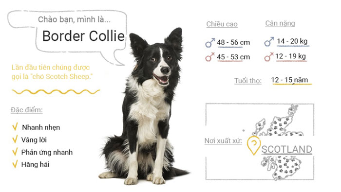 Picture 11 of Top 50 most popular dog breeds in the world