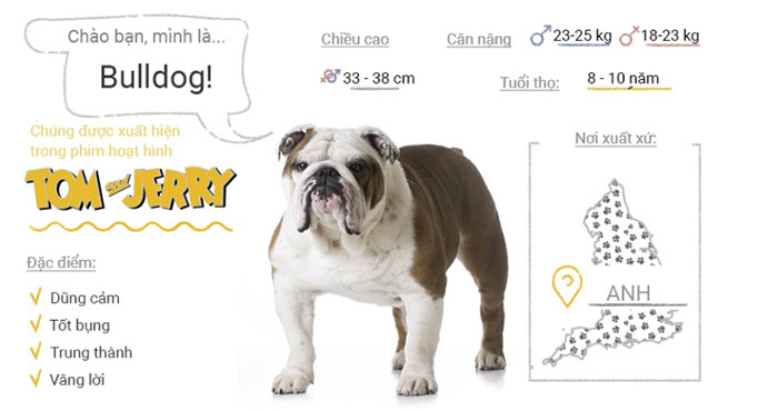 Picture 12 of Top 50 most popular dog breeds in the world