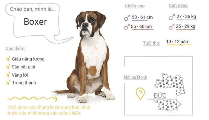 Picture 13 of Top 50 most popular dog breeds in the world
