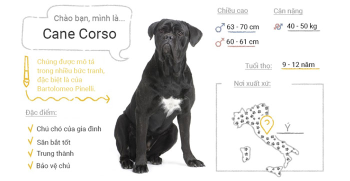 Picture 14 of Top 50 most popular dog breeds in the world