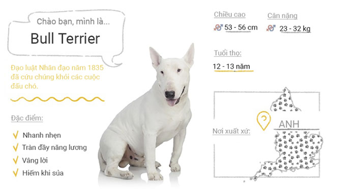 Picture 15 of Top 50 most popular dog breeds in the world