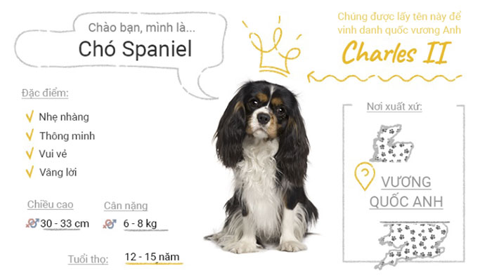 Picture 16 of Top 50 most popular dog breeds in the world