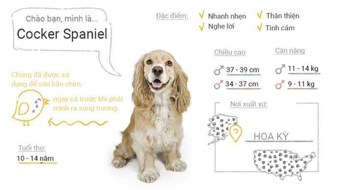 Picture 17 of Top 50 most popular dog breeds in the world