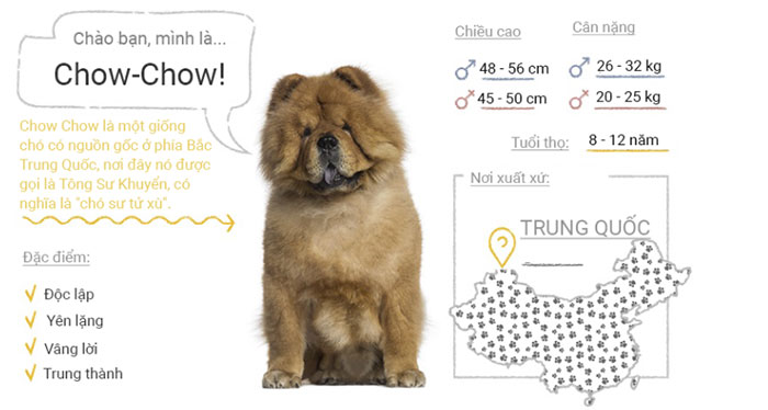 Picture 18 of Top 50 most popular dog breeds in the world