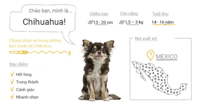 Picture 19 of Top 50 most popular dog breeds in the world