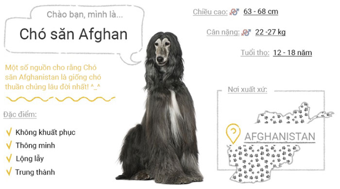 Picture 2 of Top 50 most popular dog breeds in the world