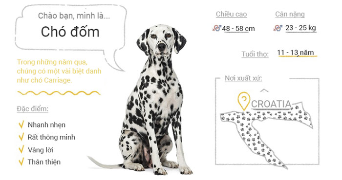 Picture 20 of Top 50 most popular dog breeds in the world