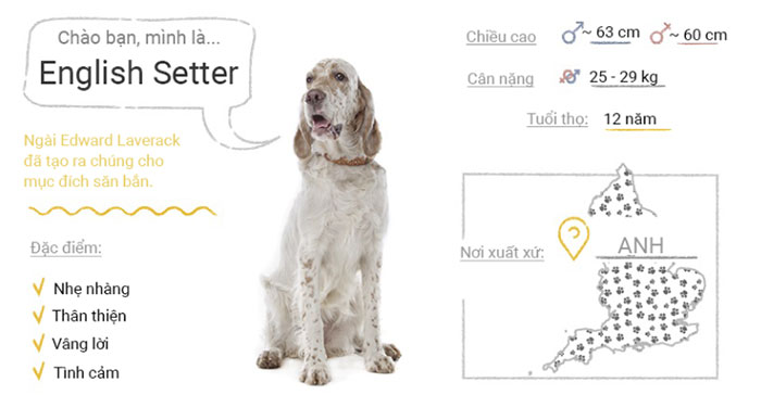 Picture 22 of Top 50 most popular dog breeds in the world