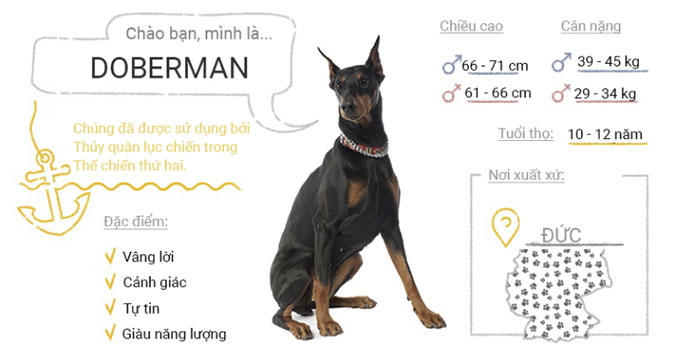 Picture 23 of Top 50 most popular dog breeds in the world